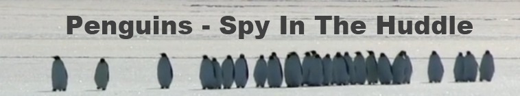 Penguin Spy In The Huddle